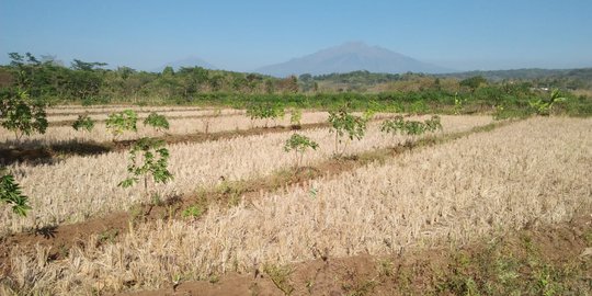 Ratusan Hektare Sawah di Tulang Bawang Barat Lampung Kekeringan