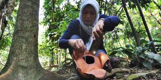 Melihat Bunga Langka Rafflesia Patma Mekar