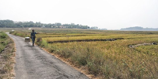 Kabupaten Bogor Siapkan Tiga Kecamatan sebagai Lumbung Padi Dunia