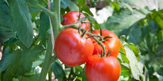 Petani Biarkan Tomat Membusuk Akibat Harga Terlalu Murah