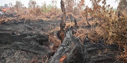 Terbakar 4 Hektare, Lahan Perusahaan Malaysia Disegel di Riau