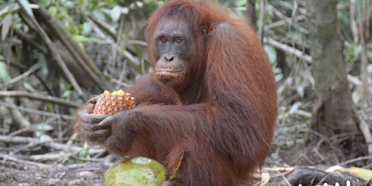 Kabut Asap, Orangutan di Kalteng Idap ISPA Akut