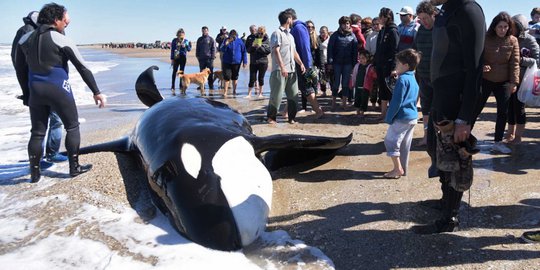 Paus Pembunuh Mati Terdampar di Pantai Argentina