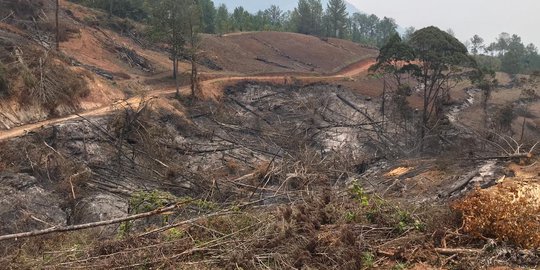 WWF Indonesia: Buka Lahan dengan Cara Dibakar Metode Paling Mudah & Murah