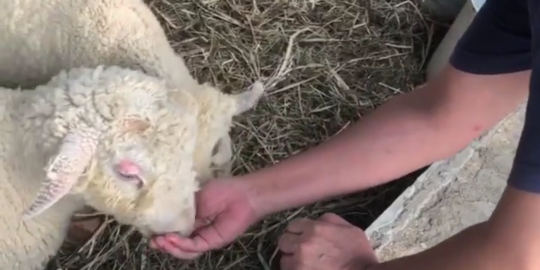 Gubernur Sumsel Dibully Gara-gara Video Beri Makan Domba Saat Kabut Asap