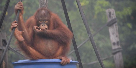 Kebakaran Hutan dan Lahan di Kalteng, 37 Orangutan Kena ISPA