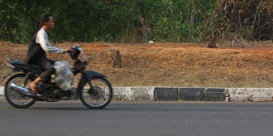 Cari Makanan, Kawanan Monyet Berkeliaran di Jalan