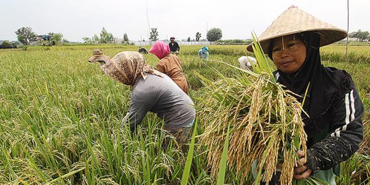 Kementan Diminta Fokus Pada Peningkatan Produksi dan Kesejahteraan Petani