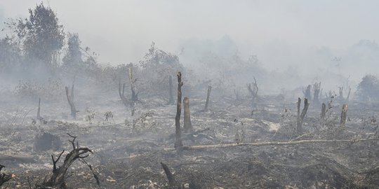 Direktur PT BHL Jadi Tersangka karena Biarkan 2.500 Hektare Lahan Terbakar