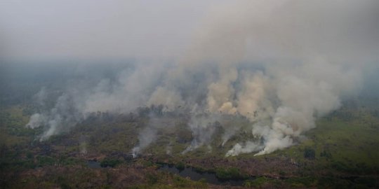 Nasib Tragis Para Hewan Akibat Kebakaran Hutan Ulah Manusia Merdeka Com