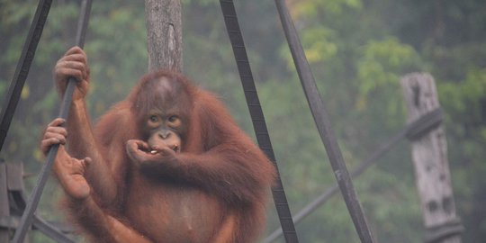 Nasib Tragis Para Hewan Akibat Kebakaran Hutan Ulah Manusia