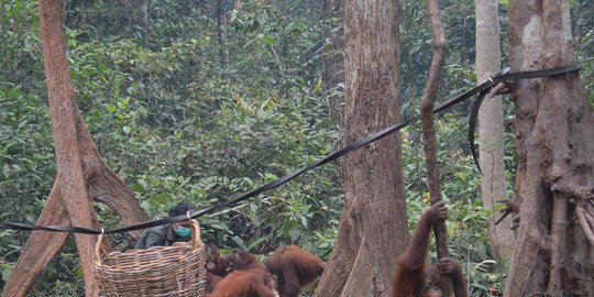 Nasib Tragis Para Hewan Akibat Kebakaran Hutan Ulah Manusia
