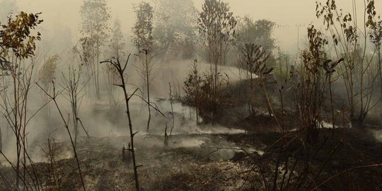 Ibu Kota Baru di Kalimantan Rawan Kebakaran Hutan, Apa Langkah Pemerintah?