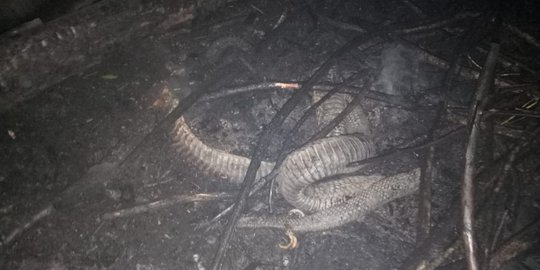 Ular Berkaki Mirip Naga Ditemukan Mati Terbakar di Lahan Indragiri Hulu