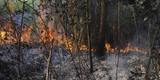 BMKG Deteksi 129 Titik Panas Karhutla di Riau, 4 Daerah Diselimuti Kabut Asap