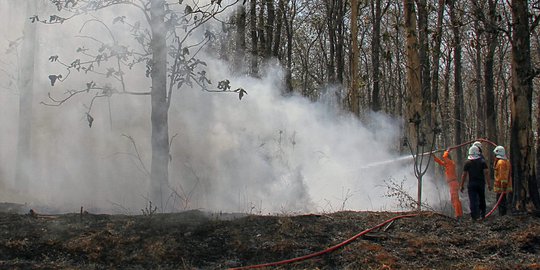 Kebakaran Lalap Hutan Jati di Semarang