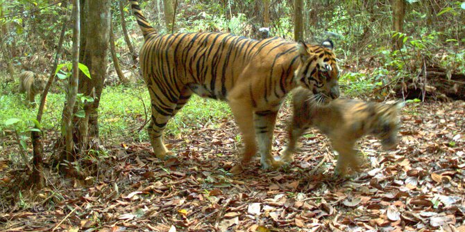 Harimau Sumatera Muncul di Tengah Kebakaran Hutan dan Lahan