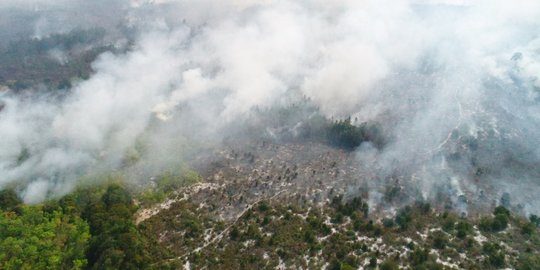 Cagar Alam Kersik Luway di Kutai Barat Terbakar, Anggrek Langka Ikut Musnah