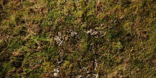 sempurna dalam 12 minggu