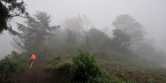 5,5 Hektare Hutan Lindung di Lereng Gunung Sumbing Terbakar