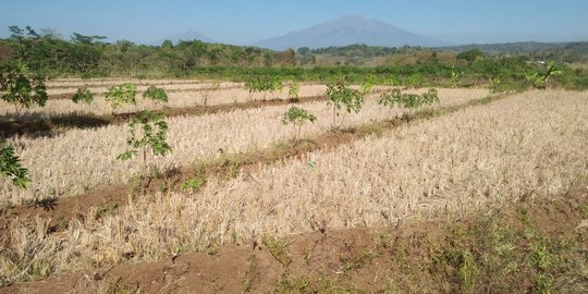 Ratusan Hektare Sawah di Kabupaten Bogor Terancam Puso
