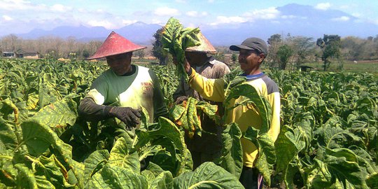 Kenaikan Harga Rokok Bakal Turunkan Penyerapan Cengkeh 30 Persen