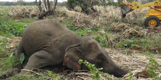 Ratusan Ekor Gajah Mati Setiap Tahun di Sri Lanka