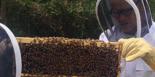 hot chilli peppers peternak lebah