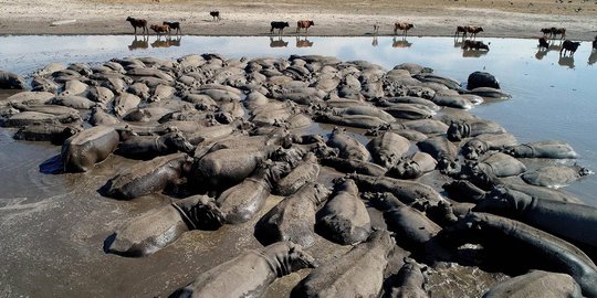 Potret Kehidupan Satwa Liar Afrika di Tengah Kekeringan