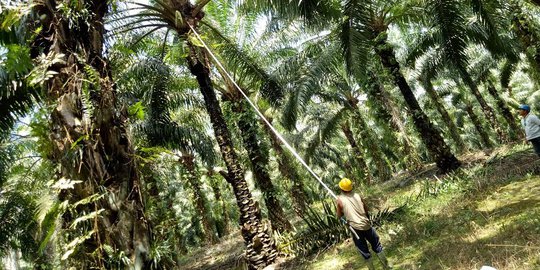 Derita Buruh Perkebunan Sawit Di Aceh Sampai Digugat Cerai Gara Gara Gaji Dicicil Merdeka Com