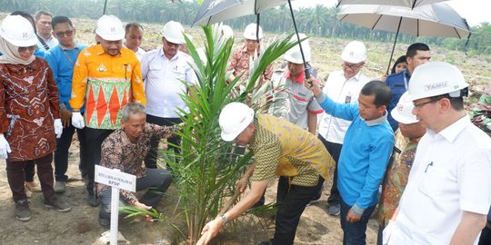 Genjot Produktivitas, Sinar Mas Gelar Peremajaan Kebun Kelapa Sawit