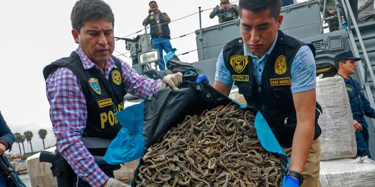Peru Berhasil Gagalkan Penyelundupan 12,3 Juta Kuda Laut Kering