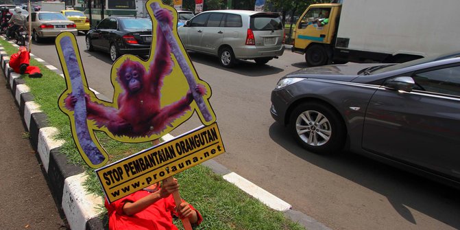 Orangutan Masuk 'Turun Gunung' Bikin Resah Warga di Aceh Selatan