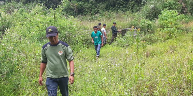 Terlihat di Ladang, Beruang Madu Resahkan Warga Mandailing Natal