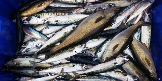 7 makanan yang bisa membantu mengatasi kulit kering