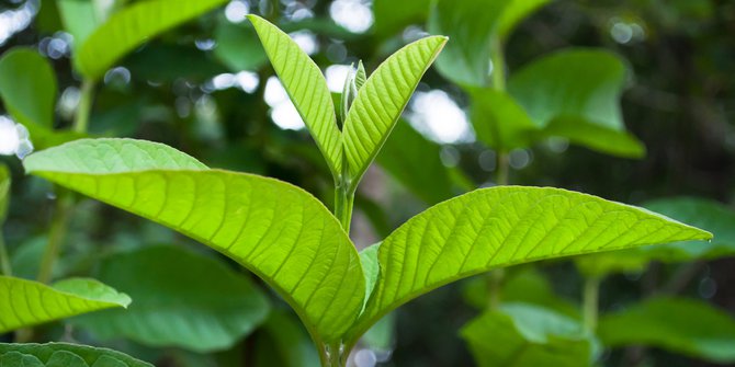 4 Manfaat Daun Jambu Biji Untuk Kecantikan Rambut Merdekacom