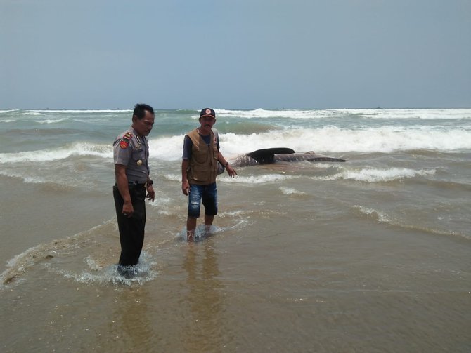 Hiu Bintang 7 Meter Ditemukan Mati Terdampar Di Pantai