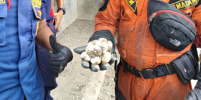 Ditemukan 20 Butir Telur, Rumah di Cibinong Jadi Sarang Ular Kobra