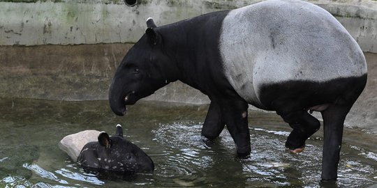 Tapir Betis yang Kini Terancam Punah