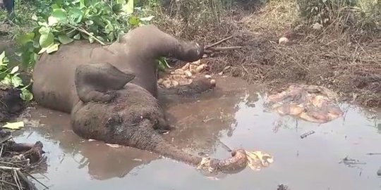 BBKSDA Riau Cari Penyebab Kematian Gajah di Bengkalis