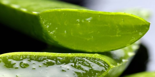 buaya segar untuk sunburn rev2