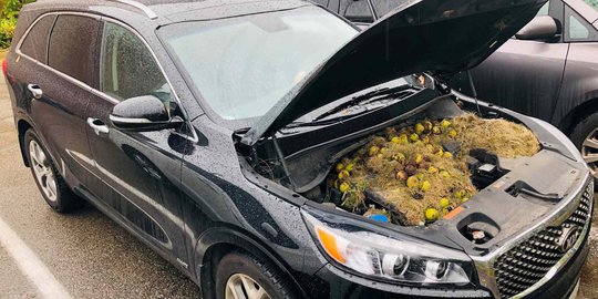 Akibat Ulah Tupai, Mesin Mobil Ini Dipenuhi Kacang Kenari dan Rumput