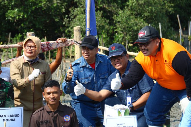 kiec tanam mangrove