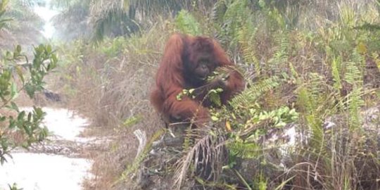 Orangutan Ditemukan Sekarat di Kebun Sawit Kalteng, 70 Peluru Bersarang di Tubuh