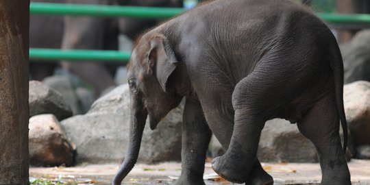 Gajah Liar Porak-porandakan Kebun Warga di Beungga Aceh
