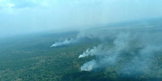 Karhutla Merembet ke Taman Nasional Sembilang Sumsel, 6.511 Ha Lahan Hangus Terbakar