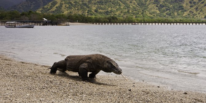 Pulau Komodo Bakal Disulap Laiknya Wisata Safari di Afrika