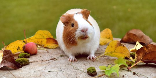 Es Krim Rasa Marmut Jajanan Unik Yang Tengah Digemari Warga