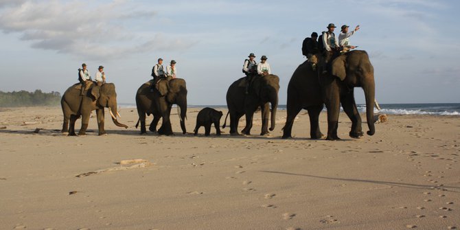 Sulit Dapat Betina, Gajah Jantan Sedang Birahi Berkeliaran ke Pemukiman