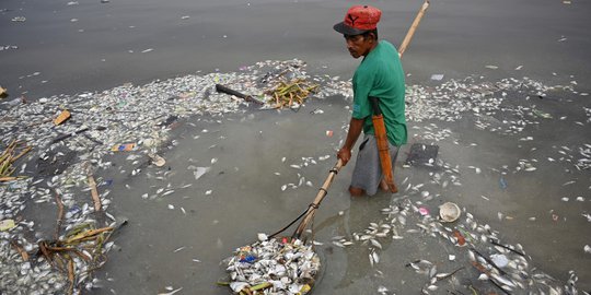 Ribuan Ikan Mati di Teluk Manila